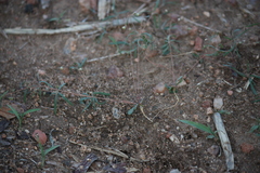 Mollugo cerviana var. spathulifolia